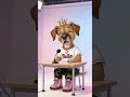 Bella Called a Press Conference and It Was Messy #BellasWorld #FunnyDog #Relatable