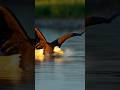 an eagle catching a fish#shortvideo #shorts #trending #fishing