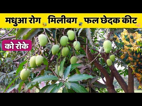 वीडियो: दक्षिणपूर्वी कीटों को नियंत्रित करना: दक्षिण में आम कीट कीट