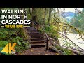 Walking the autumn forest trails of north cascades  4k virtual hike with relaxing forest sounds