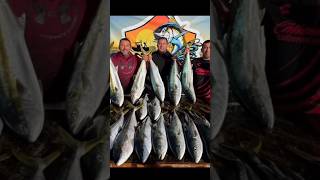 Run &amp; Gun Yellowtail Fishing in Ensenada Baja Mexico!