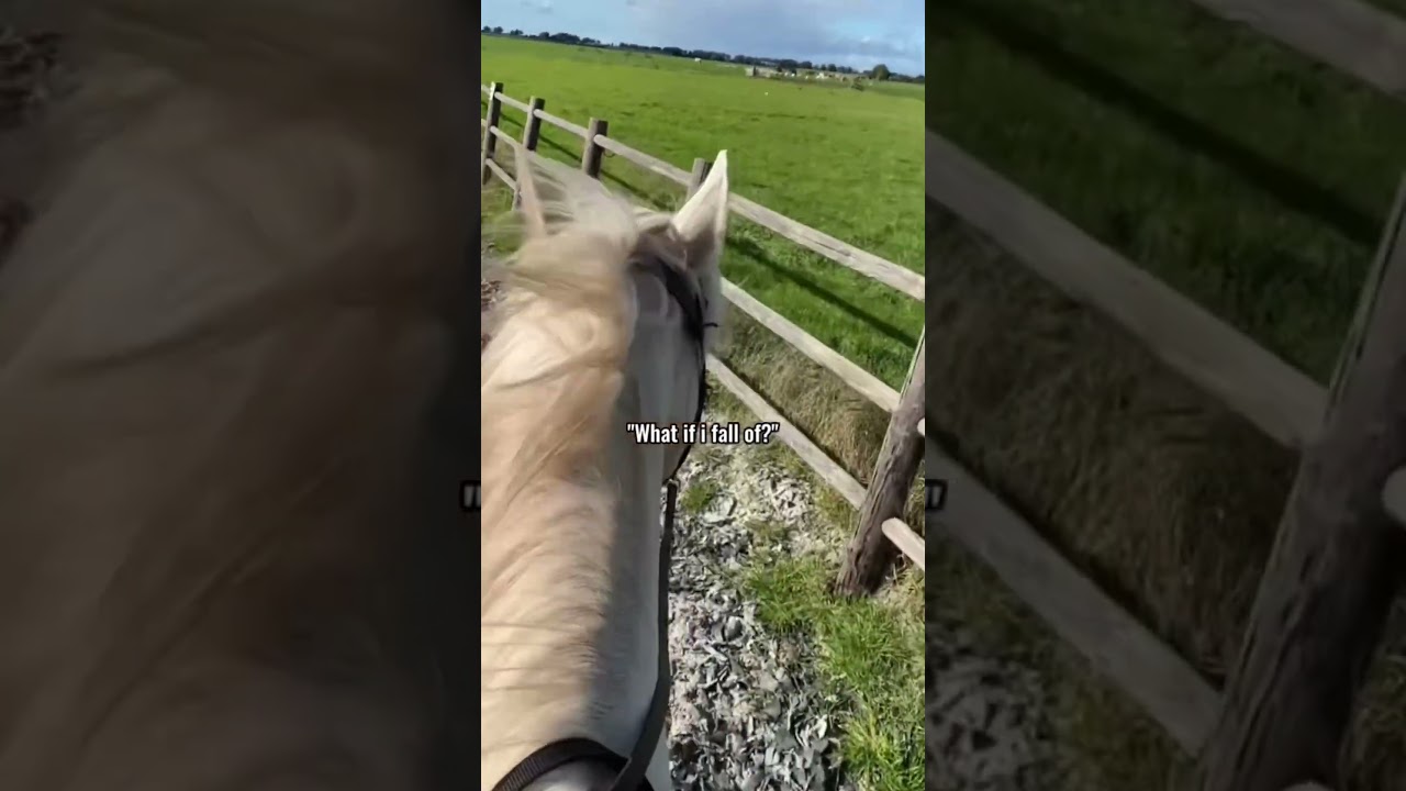 Back in the saddle #horses #paarden #equestrian