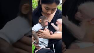Funny Baby Monkey Playing and Running Around | Cute Monkey Moments 🐒 | Latakta Monkey TV #Shorts