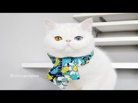 Mắc bệnh hiếm gặp, nàng mèo sở hữu 2 màu mắt tuyệt đẹp