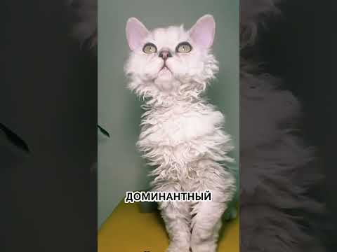 Самая кудрявая кошка в мире!