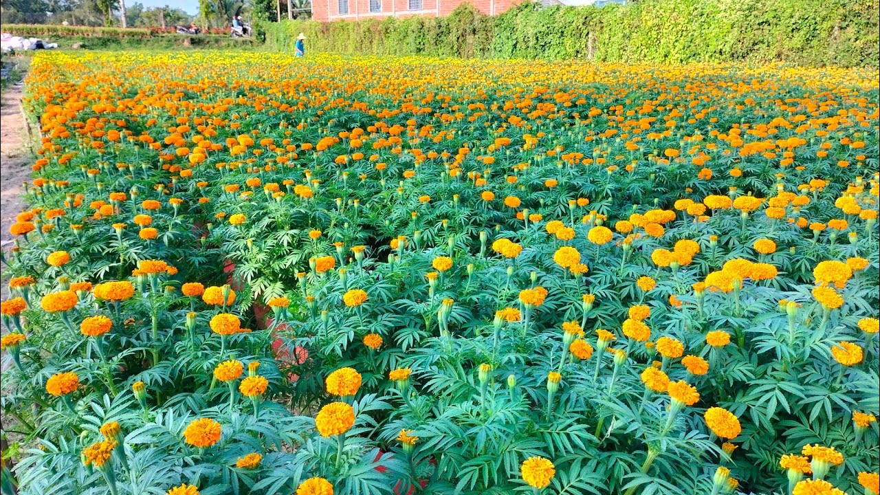 Vạn Thọ B1 B2, 09 , trò chuyện cùng chủ vườn. hoa Tết 2024