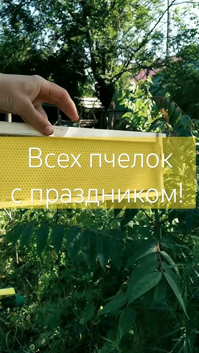 Как поднять пчел в странный магазин!? #bee #пчеловодство #пчелы #соты # ...