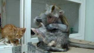 Monkey Grooms Kitten.MPG