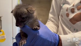 Valley woman rescues baby foxes