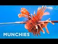 Hunting & Eating The Venomous Lionfish