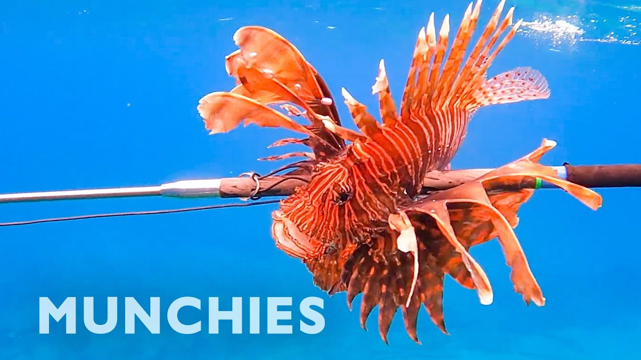 Hunting & Eating The Venomous Lionfish | Munchies