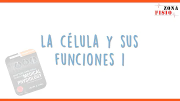 ¿Cómo se estimulan las células G?