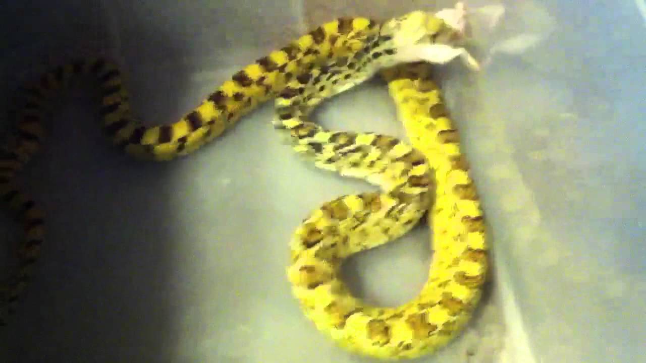 My gopher snake eating a mouse YouTube