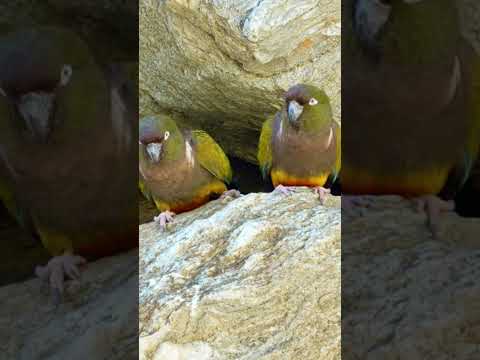 Burrowing Parrots: Charming