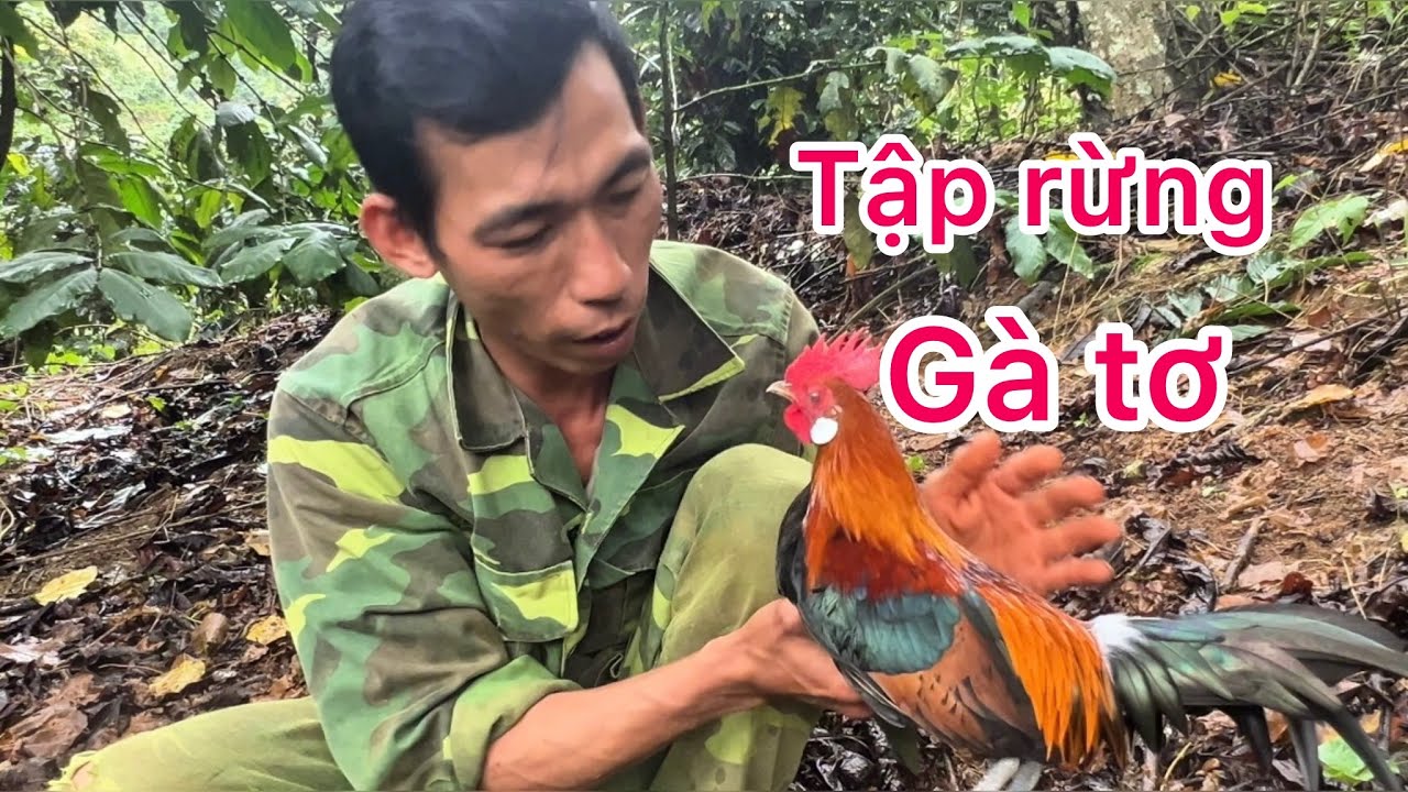 Phương Lele TV thời gian nào nên tập rừng Cho gà mồi tơ thì được 