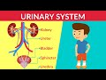 Urinary System| How your Urinary System Works | Urinary System - Parts & Function | Video for Kids