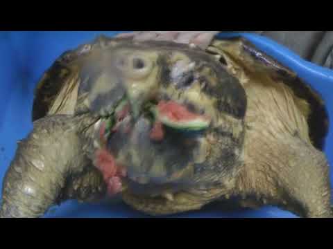ワニガメ スイカ割り Alligator snapping turtle snaps Water melon off - with a secret effect