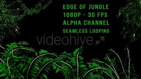 Edge of Jungle | Motion Graphics - Envato elements