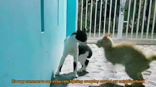 Stray Cats Intense Fight! (Real Fight!) by Cats Reporter 1,409 views 2 years ago 3 minutes, 40 seconds