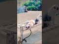 Pitbull dog lover #dog #shorts #trending#pitbull #shortvideo #short #doglover