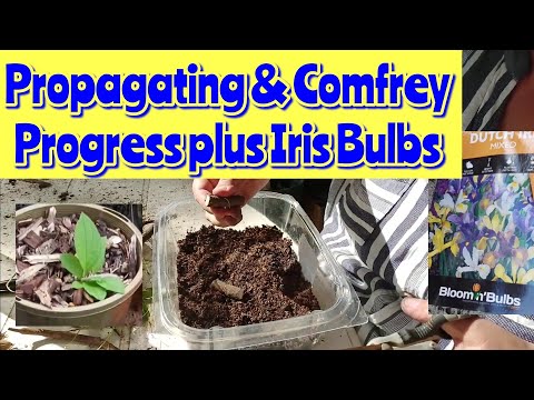 Propagating & Comfrey Progress plus Iris Bulbs 12th July '21