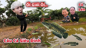 Cáo Ca - Vác Cần Câu Được Đàn Cá Sộp Thả Xuống Ao Và Dự Án Săn Chim Thất Bại