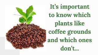 The Best Things to Do with Coffee Grounds for Houseplants (2021)