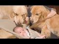 ママと一緒に赤ちゃんの子守りをする愛犬達