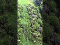 Fern Canyon, Redwood National Park