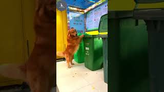 Two Wise dogs walk around and pick up Couple Ring trending video #cutepuppy #4kviral #shorts #puppy