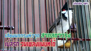 เสียงนกกรงหัวจุก สากลดาวรุ่ง เบิ้ลริก วนเพลงแม่บทใต้ Thailand Bird [เสียงชัด HD] เพื่อนรักนกกรง