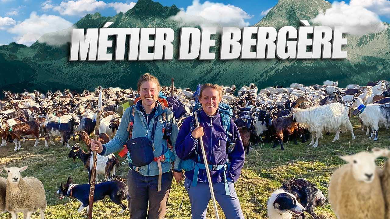 Une journée avec une Bergère et sa Stagiaire🐑🏔  | Hautes Pyrénées | Girls Power | Reportages.