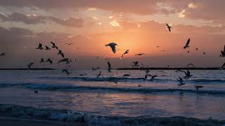 Beach And Seagulls | Sound Effect | [Download Link]