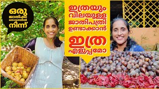 how to make nutmeg at home/A day in my life in jathikka thottam/jathikka drying/villagelife