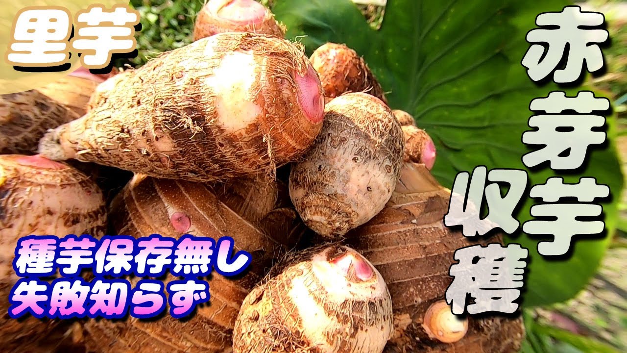 ずぼら式里芋の収穫量の結果【無農薬・有機栽培】 - YouTube
