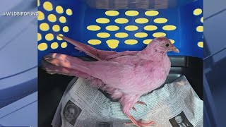 NYC pink pigeon passes away