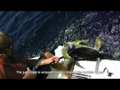 Sea Turtle Rescue