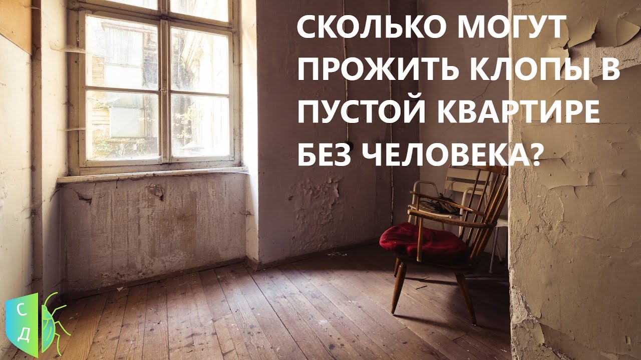 Сколько живут клопы в пустой квартире без человека - YouTube