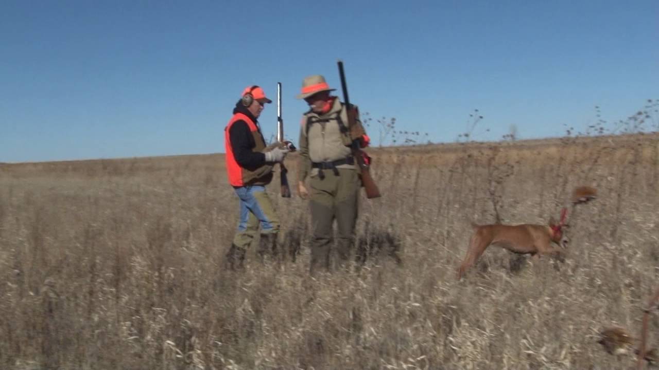 Episode 80 Western Kansas pheasants" YouTube