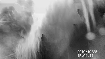 Badger sniffing the camera