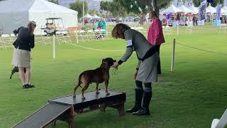 EJ, Palm Springs, Desert Empire Terrier 2024 by MyStaffords 97 views 3 months ago 3 minutes, 13 seconds