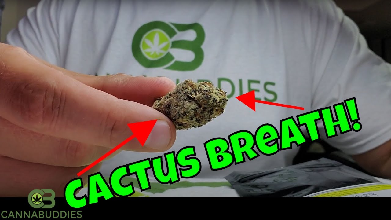 Cactus Breath Cannabis Review | Growhouse.online Coupon Code 2021