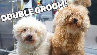 2 EXTREMELY Matted Dogs GET A Makeover