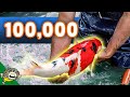 $100,000 Koi Fish Unboxing! Over 50 Boxes of Koi! Beautiful Big Koi.