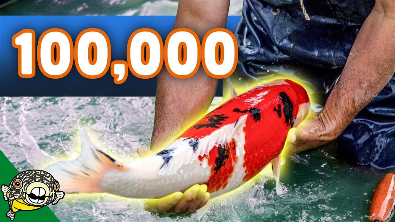 $100,000 Koi Fish Unboxing! Over 50 Boxes of Koi! Beautiful Big Koi