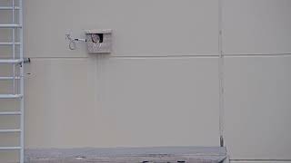 Kestrels At The Un In Vienna