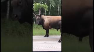 Wierd nature #safari #jungle #trending #viral