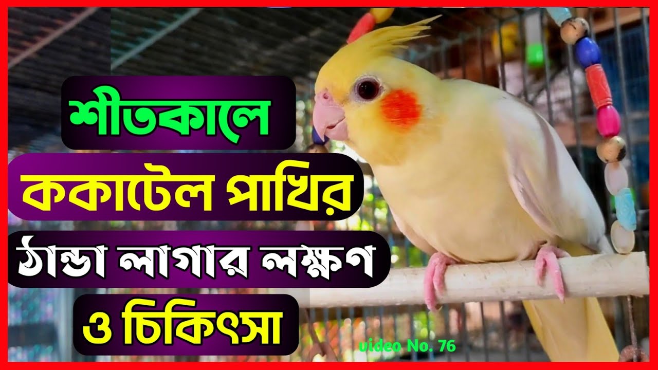 শীতকালে ককাটেল পাখির ঠান্ডা লাগার লক্ষণ ও চিকিৎসা || ঠান্ডা লাগার ঔষধ || ঠান্ডা লাগলে করনীয়