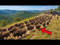 U.S. Put 414 Bison Onto a Dead Prairie — What Came Back After 150 Years Was Surprising