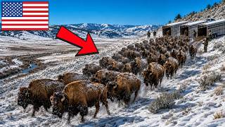 Yellowstone Trucked 414 Wild Bison to Lakota Plains In 2022 — None Had Walked There For Generations